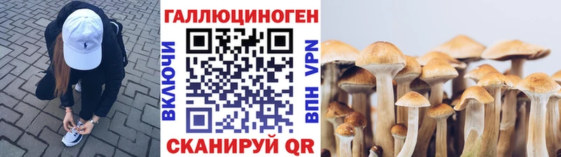 Псилоцибиновые грибы Psilocybe  купить закладку  Жуков 
